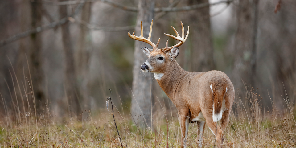 New York Rifle Season Opener 2023